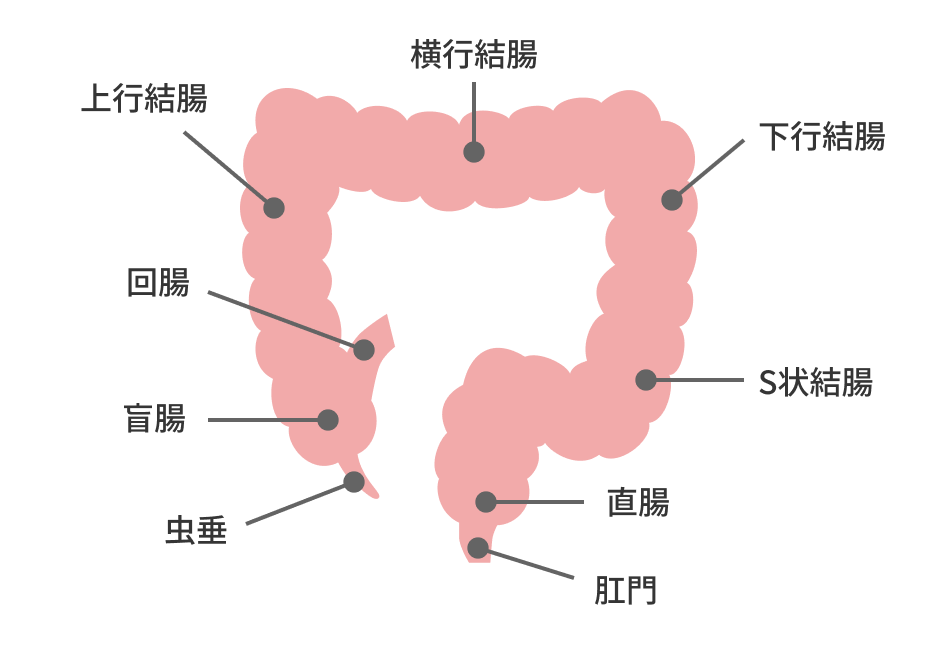 大腸のイラスト